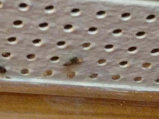 Those r the moths, my house is loaded w em