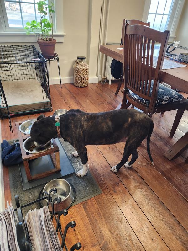 Old man is finally gaining weight and getting his shiny coat back.