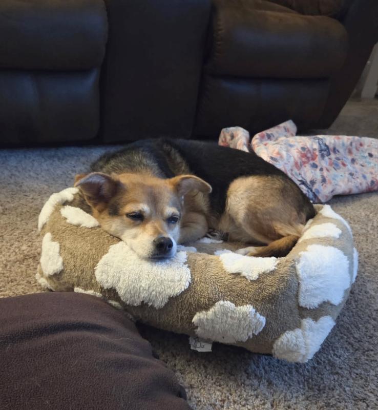 Dixie cozied up in her new favorite bed