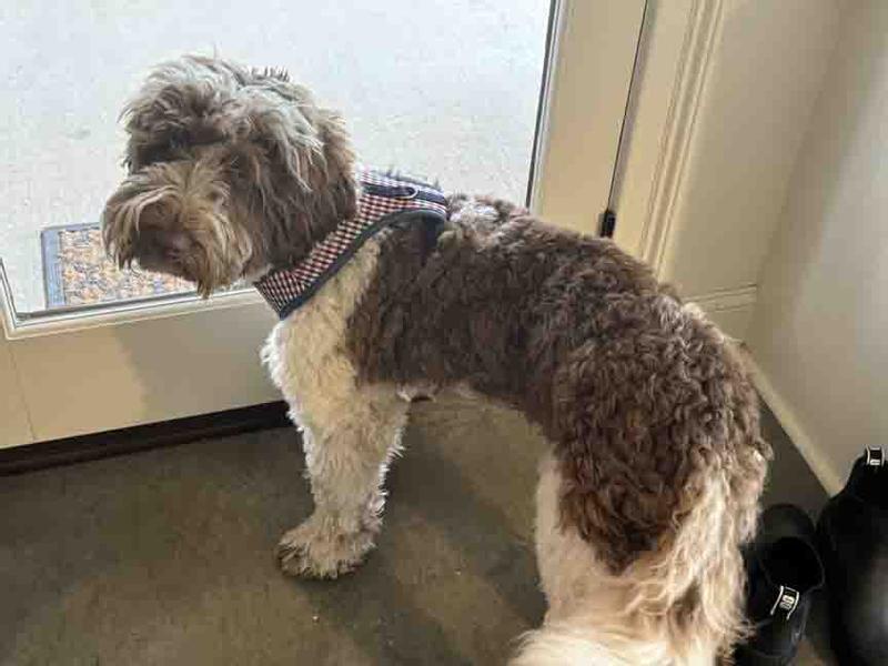 My 31 pound dog in Size M