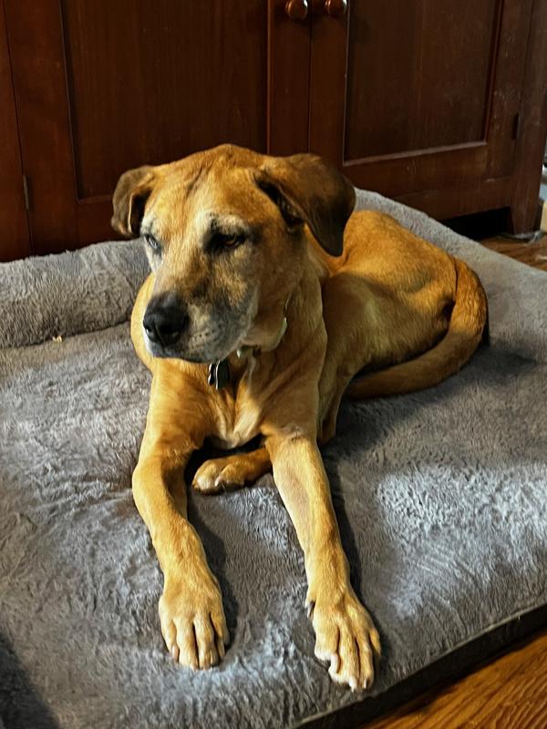 Trigger (Age 14) Waking Up From Nap on His New Bed