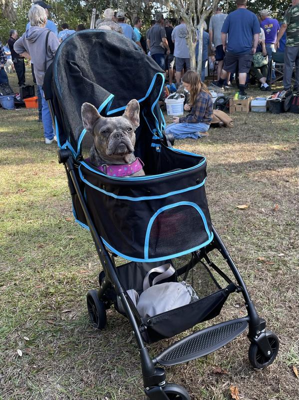 Ziggy traveling in style.