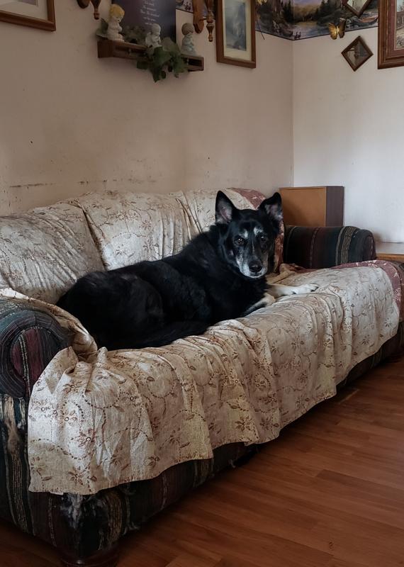 Our "little" guy Riggs