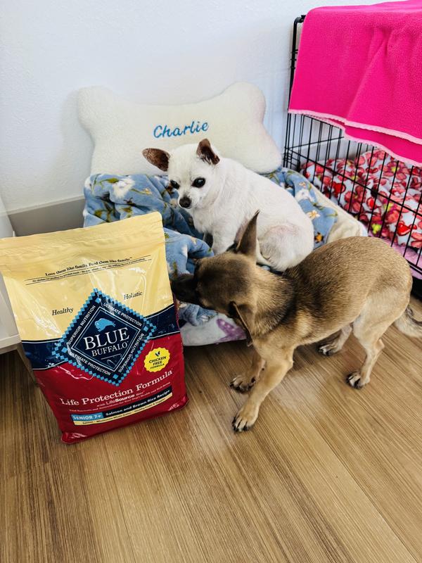 Charlie (senior) and Ginger (toddler) sniff and approve!