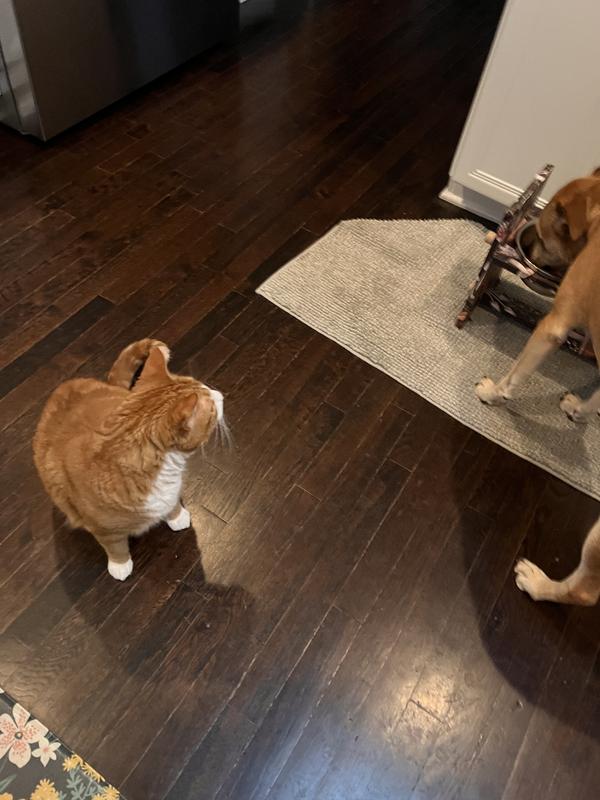 Kitty is also intrigued