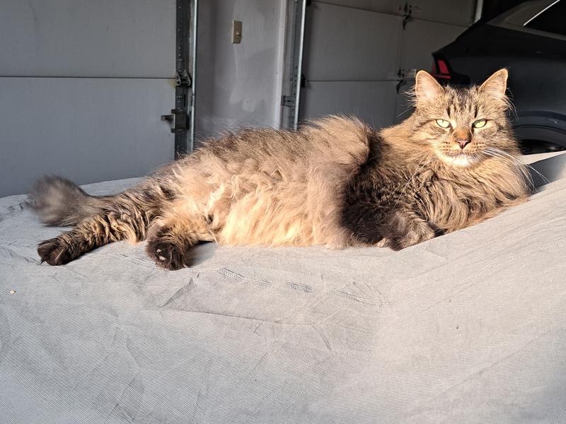 Harley stretched out in the afternoon 🌞
