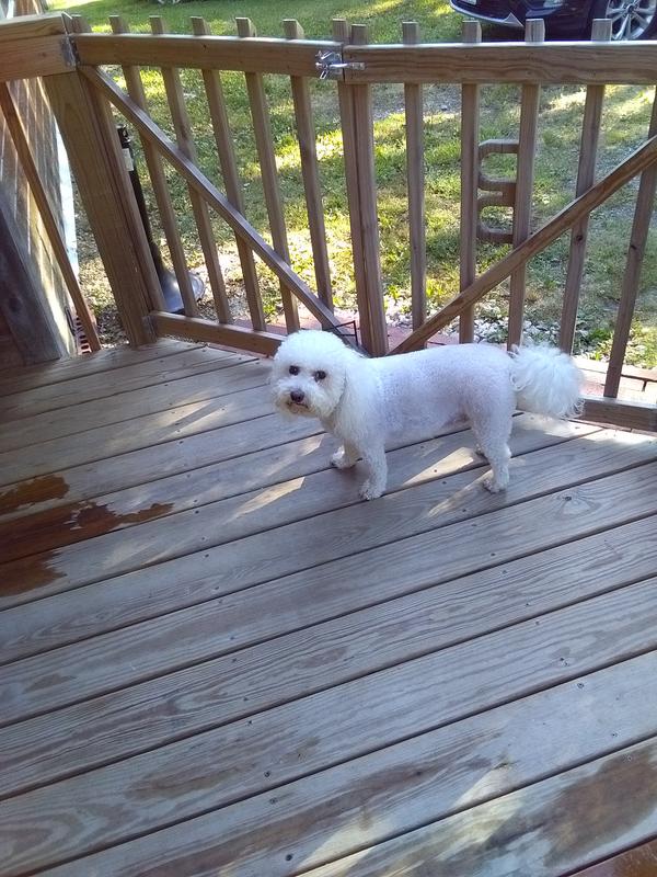 Happy-go-lucky and  And loves his chews
