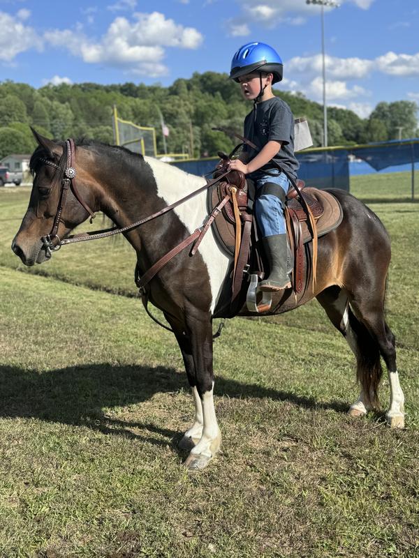 Shiloh, 13 yr old Spotted Saddle Pony