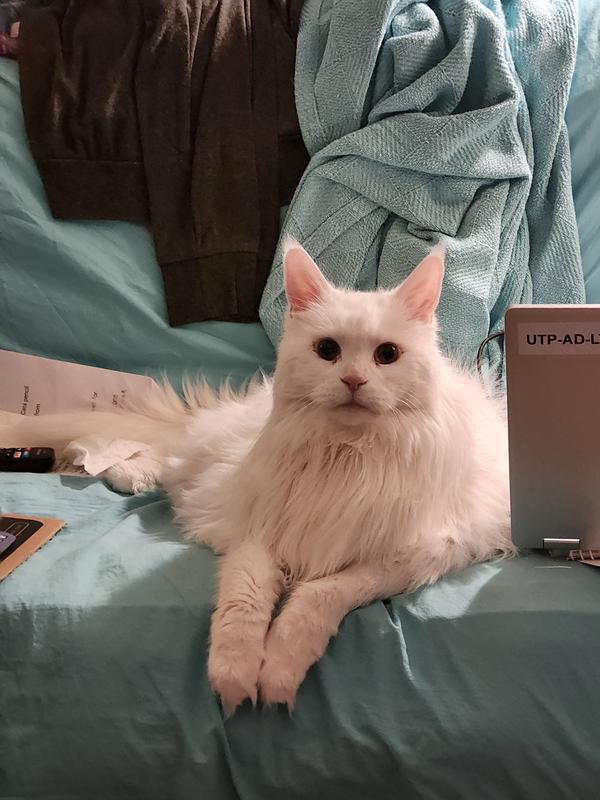 I'm includin a photo of her waiting eagerly for her treat after climbing up her cat stairs to lounge on the futon.