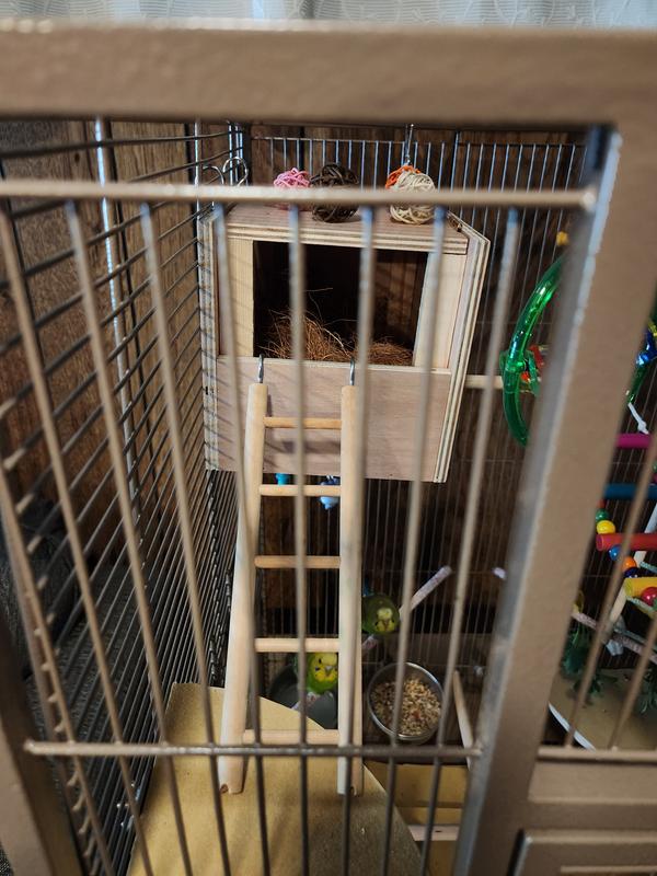 Ladder into their bird home