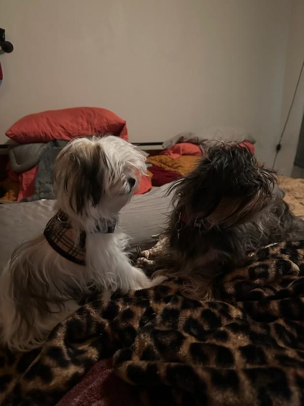 I am a growing puppy!