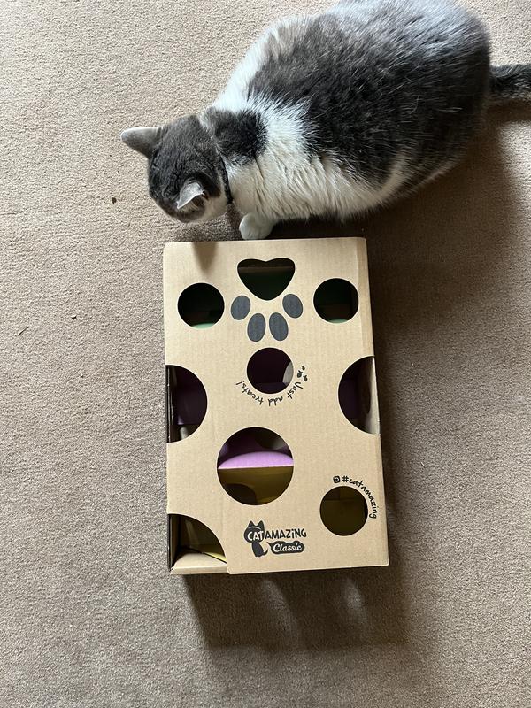 I didn’t get a pic of her sticking her head in it, rather got one after when she’s munching on the treat she just won.