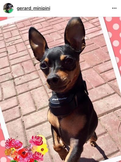 Gerard sporting his PetSafe collar