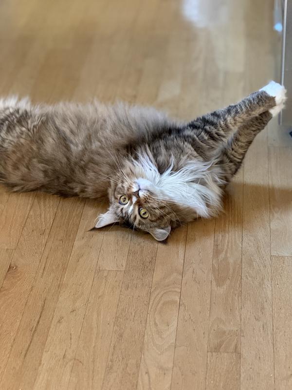 Stretching for Mousie