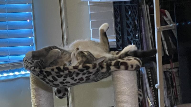 My cat and his crazy sleep poses in the hammock!