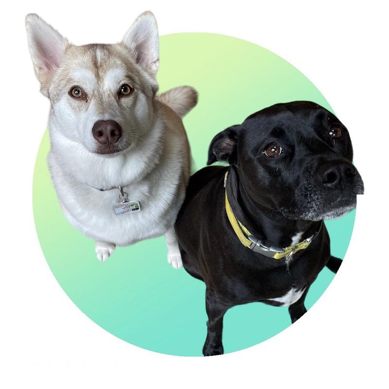 PAWSTRUCK Braided Bully Sticks Dog Treats, 1lb bag, 9in