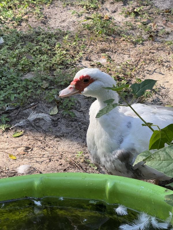This is Penny that showed up in my backyard and never wanted to leave. She’s Emily’s protector and Penny thinks she’s a dog.
