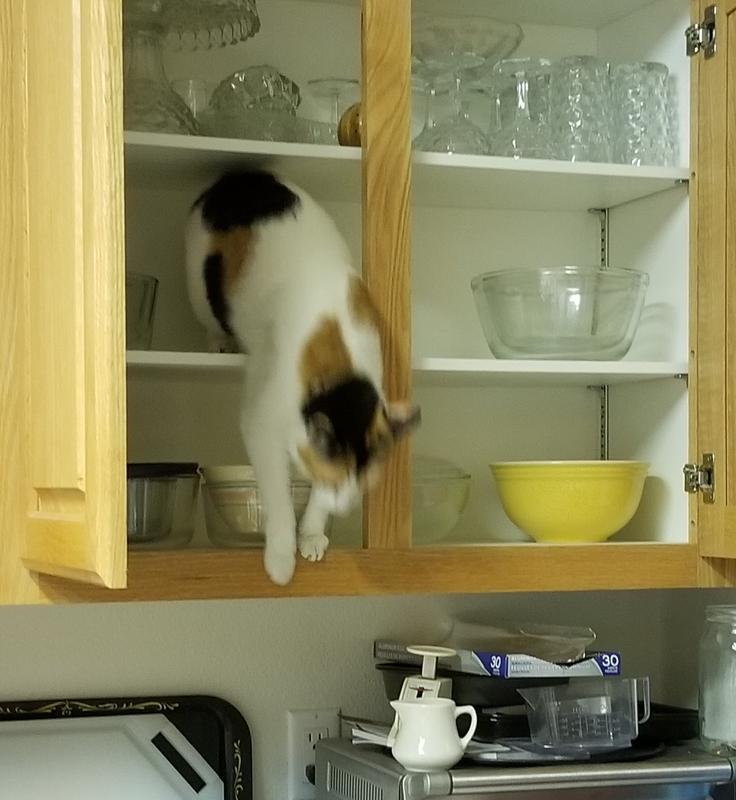 Bella is fast, she got into the cupboard while dishes were being put away