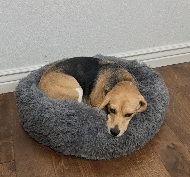 Maggie relaxing in her bed.