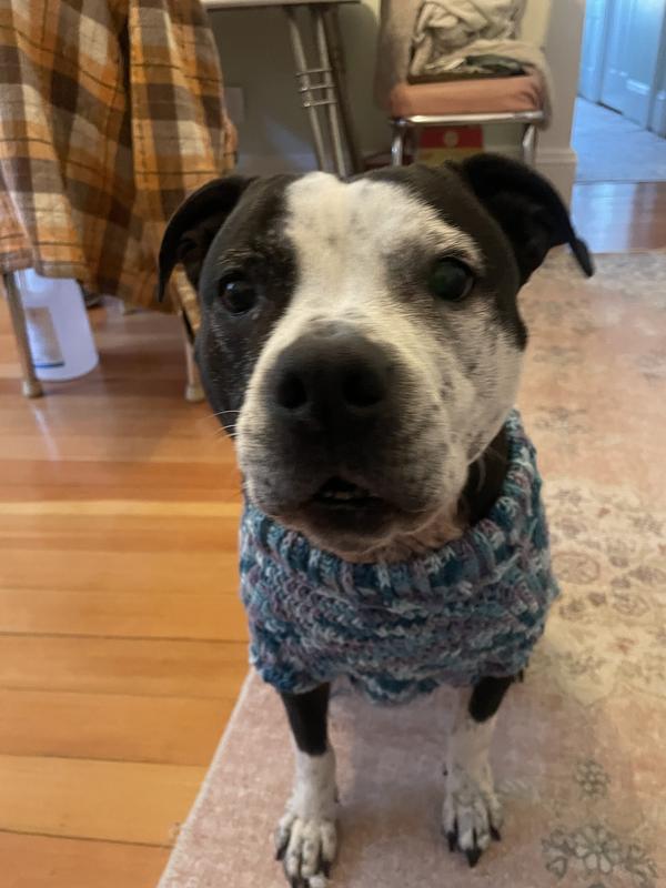 My girl sitting and hoping she’s earned an extra probiotic bite.