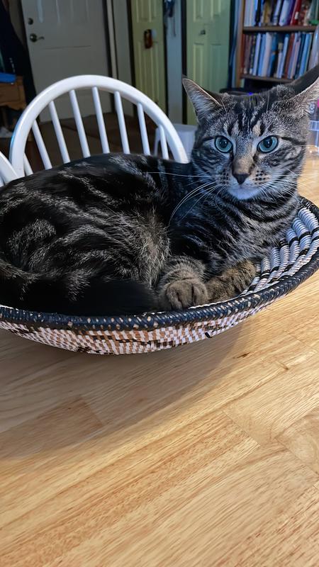 Relaxing in the fruit basket.