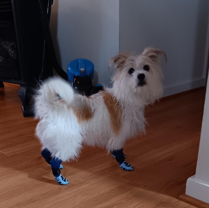 I recommend Tiger Toe Socks! Love, Clara