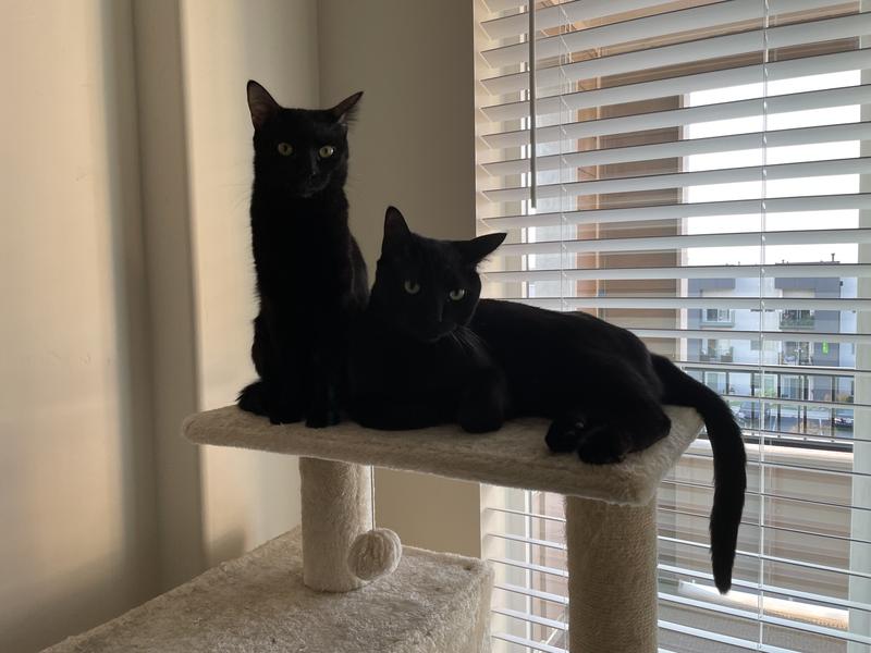 Enough for both to sit on the top tier!