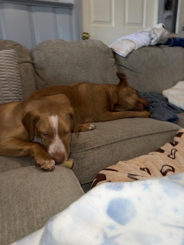 George and Mae loving the chews!