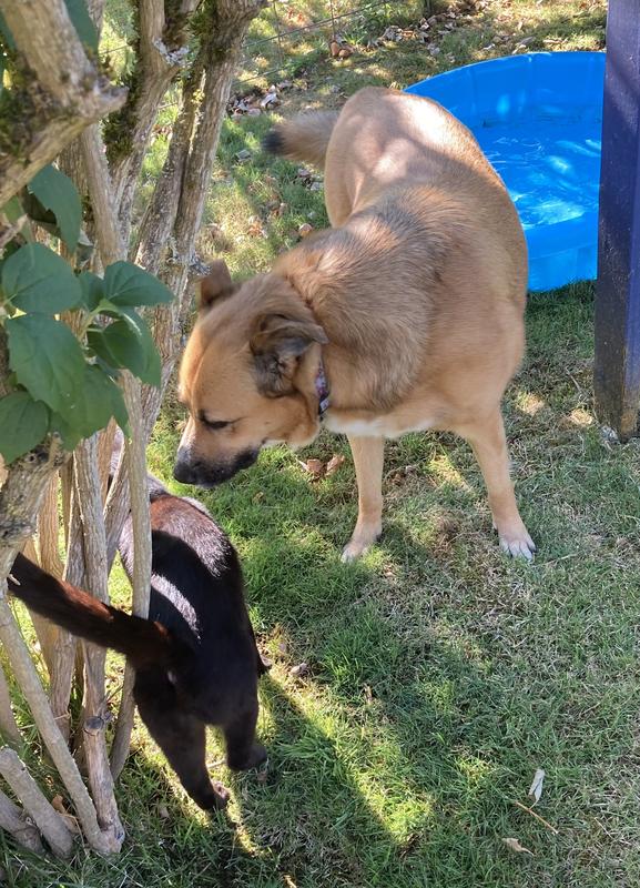 Love our neighborhood cat!