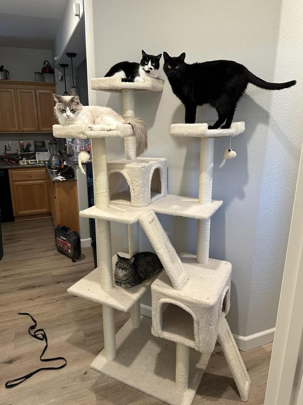 Four cats relaxing on the cat tree