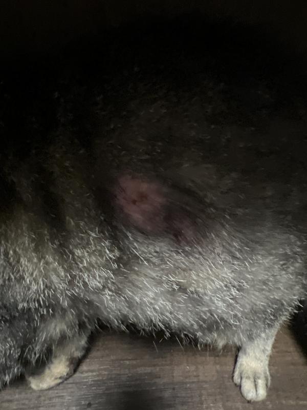 He is one of my babies that is suffering in multiple spots. I just cleaned him up real good because he was dripping blood down his fur.