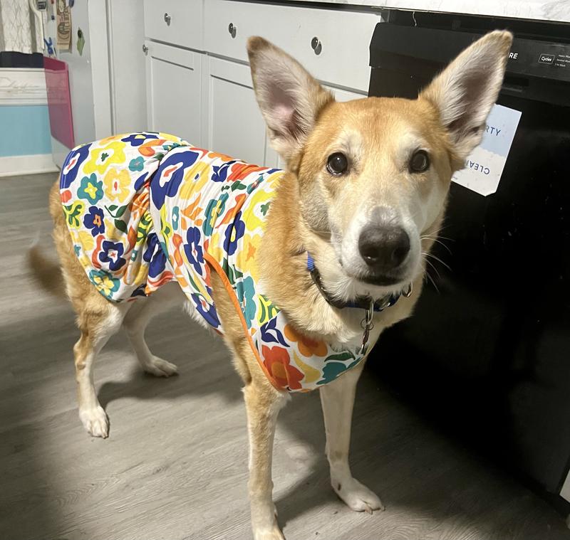 XXL dress making a perfect fit for a large German Shepard and husky mix dog!