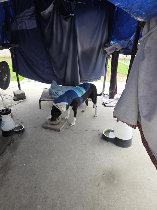 Our dog enjoying the food