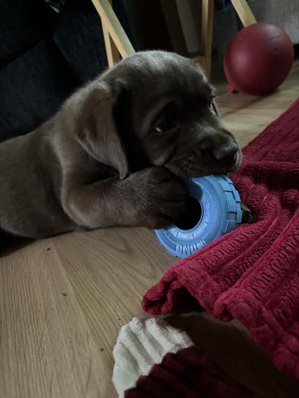 8.5 weeks old