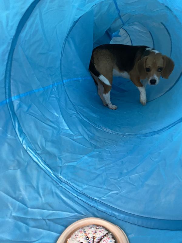 Dora goes “tunnel”