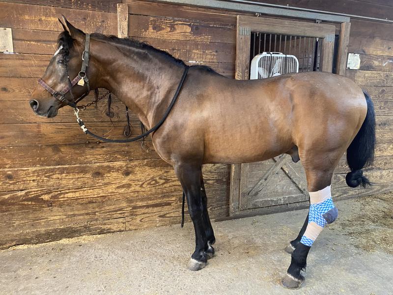 My stallion don’t mind his hock he’s very problematic but his weight looks so much better then it did
