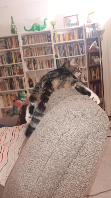 All stuffed out and resting