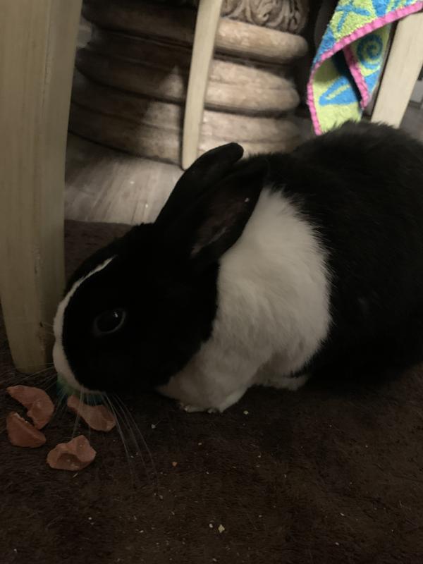 My bunny ⚡️Flash⚡️ loves his treat and salt savors, this is him enjoying a salt savor!❤️