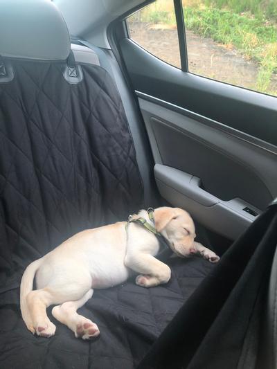 Cinturón de seguridad de auto Para Perros Dogit Car Safety Belt