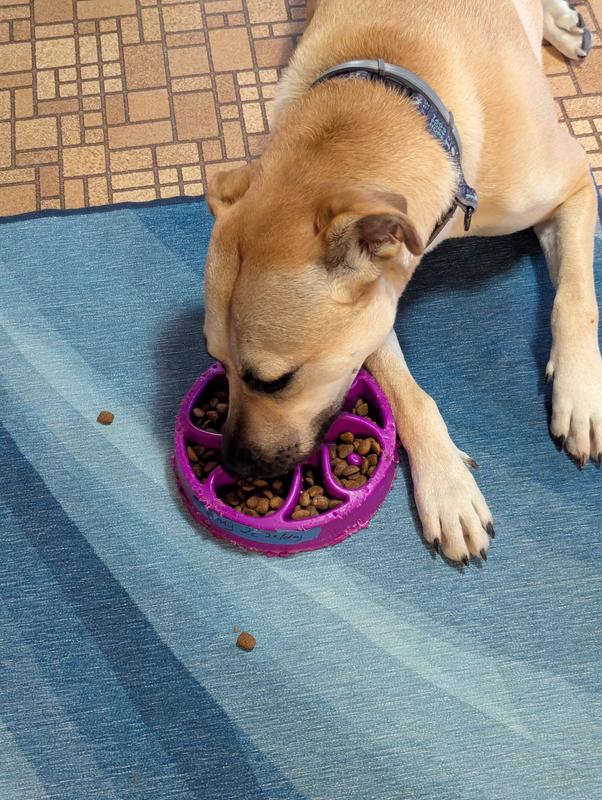 Our black-mouth cur will eat or try just about everything!