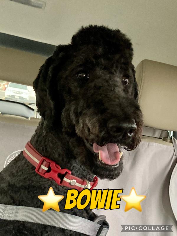 The Man, The Myth, The Legend - Bowie!