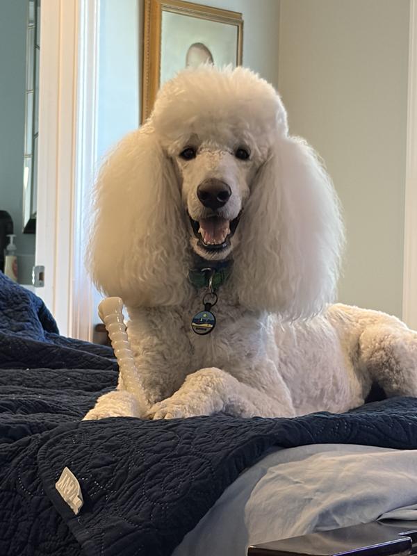 Brodie loves it!