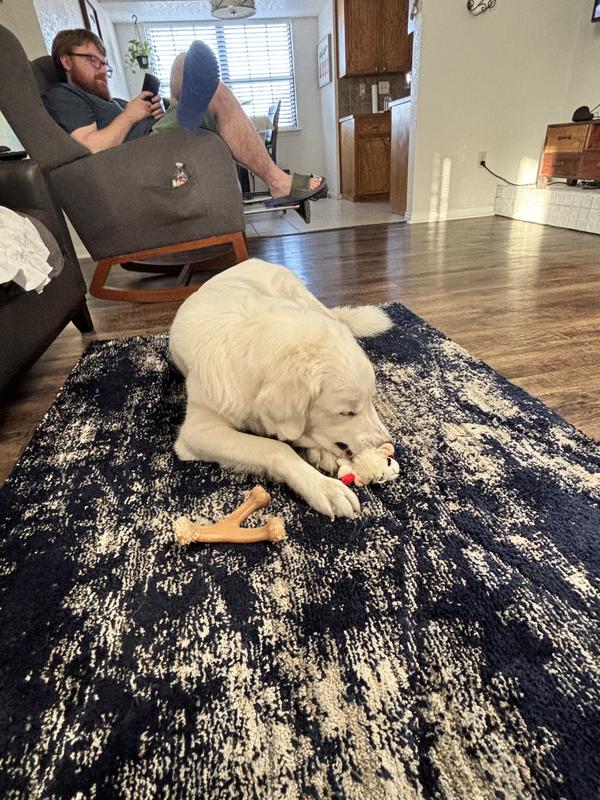 baby boy killing lamb chop