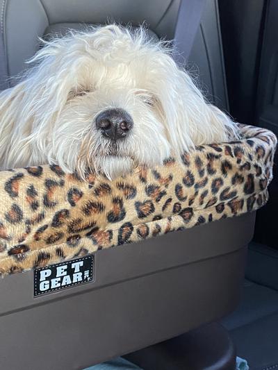 Pet Gear Dog & Cat Bucket Seat Booster