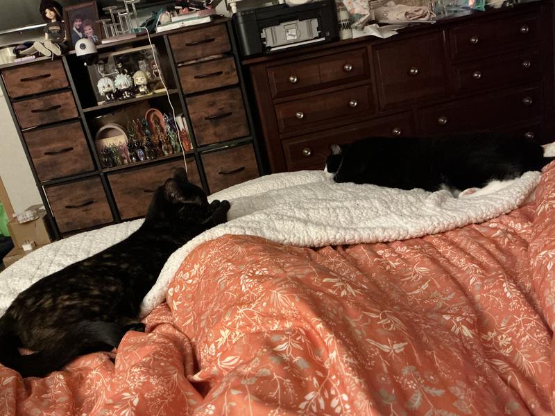 Sharing space without one wanting to play or the other wanting to run away? Crazy!