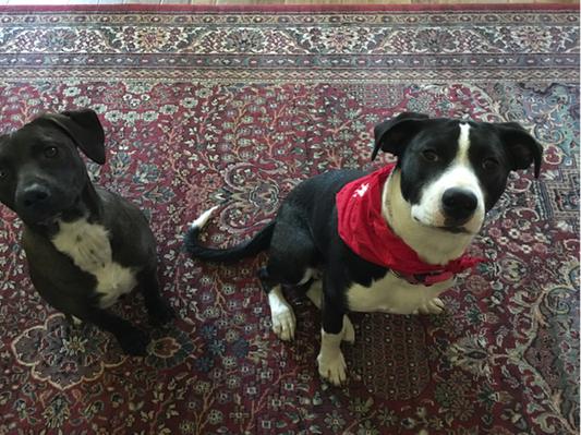 XABI and SKYE