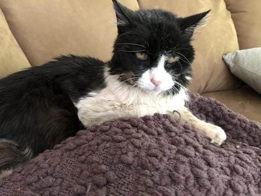 Oreo close to 30 years