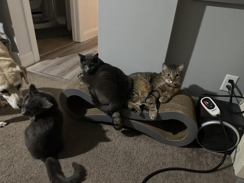 Two biggest kitties can fit. Kinda haha