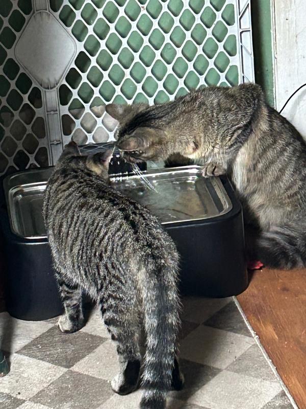 My cats enjoying the fountain