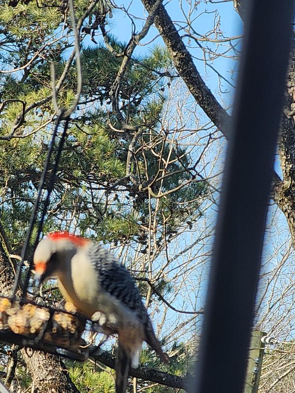 Woodpecker